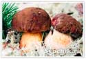 Рецепты приготовления блюд из грибов